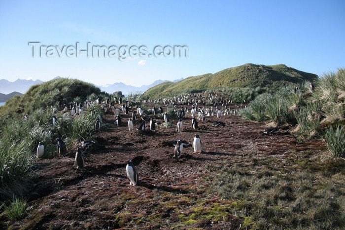 south-georgia133: South Georgia - Gentoo Penguin - manchot papou - Pygoscelis papua - Antarctic region images by C.Breschi - (c) Travel-Images.com - Stock Photography agency - Image Bank