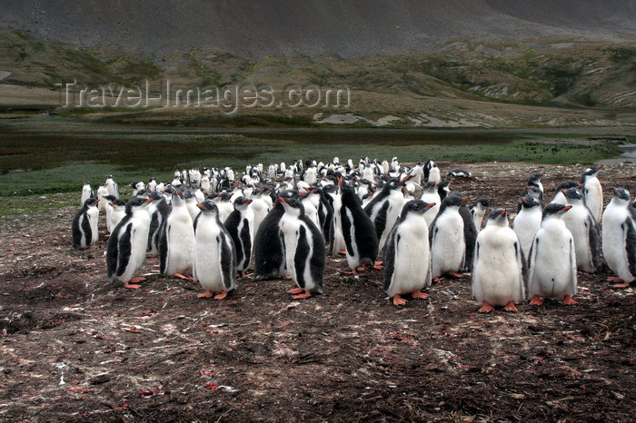 south-georgia134: South Georgia - Gentoo Penguin - rookery - manchot papou - Pygoscelis papua - Antarctic region images by C.Breschi - (c) Travel-Images.com - Stock Photography agency - Image Bank