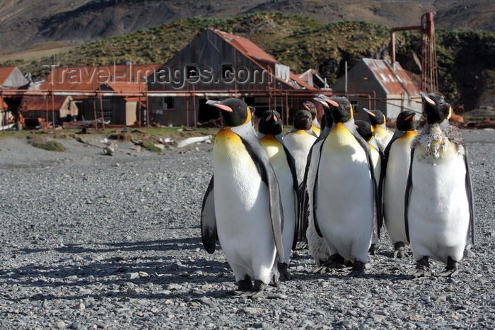 south-georgia135: South Georgia - Husvik - King Penguin group - Aptenodytes patagonicus - manchot royal - Antarctic region images by C.Breschi - (c) Travel-Images.com - Stock Photography agency - Image Bank