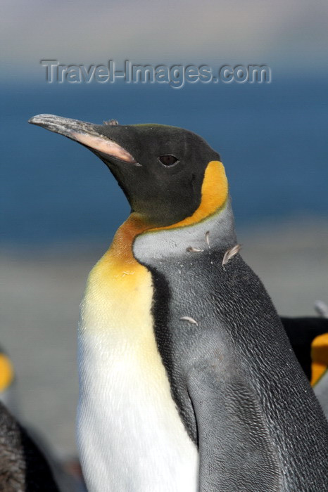 south-georgia136: South Georgia - Husvik - King Penguin - posing - Aptenodytes patagonicus - manchot royal - Antarctic region images by C.Breschi - (c) Travel-Images.com - Stock Photography agency - Image Bank