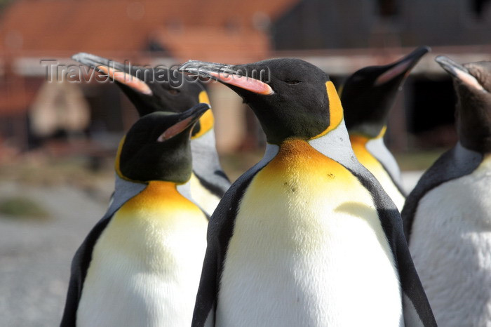 south-georgia137: South Georgia - Husvik - King Penguins soaking up the sun - Aptenodytes patagonicus - manchot royal - Antarctic region images by C.Breschi - (c) Travel-Images.com - Stock Photography agency - Image Bank