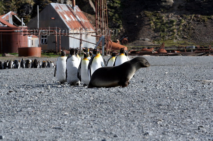 south-georgia138: South Georgia - Husvik - King Penguins watch a seal - Aptenodytes patagonicus - manchot royal - Antarctic region images by C.Breschi - (c) Travel-Images.com - Stock Photography agency - Image Bank