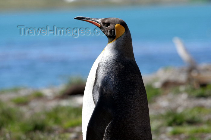 south-georgia139: South Georgia - King Penguin looking at the ocean - Aptenodytes patagonicus - manchot royal - Antarctic region images by C.Breschi - (c) Travel-Images.com - Stock Photography agency - Image Bank