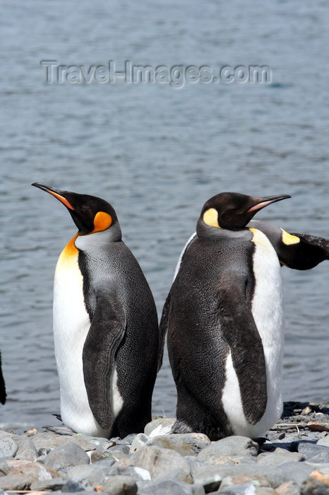 south-georgia140: South Georgia - King Penguins back to back - Aptenodytes patagonicus - manchot royal - Antarctic region images by C.Breschi - (c) Travel-Images.com - Stock Photography agency - Image Bank