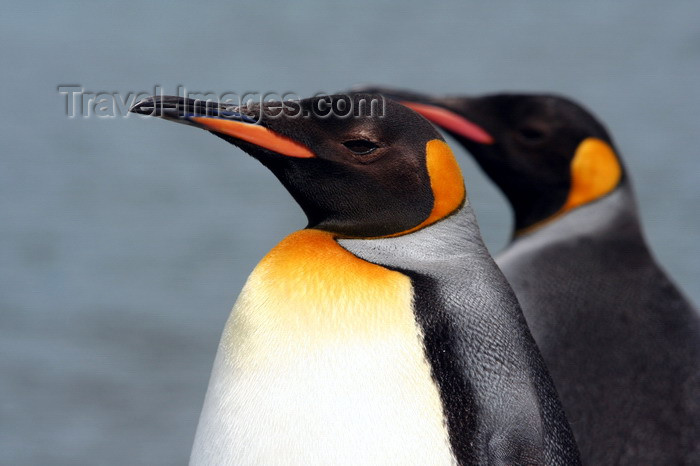 south-georgia141: South Georgia - King Penguins - duo - Aptenodytes patagonicus - manchot royal - Antarctic region images by C.Breschi - (c) Travel-Images.com - Stock Photography agency - Image Bank