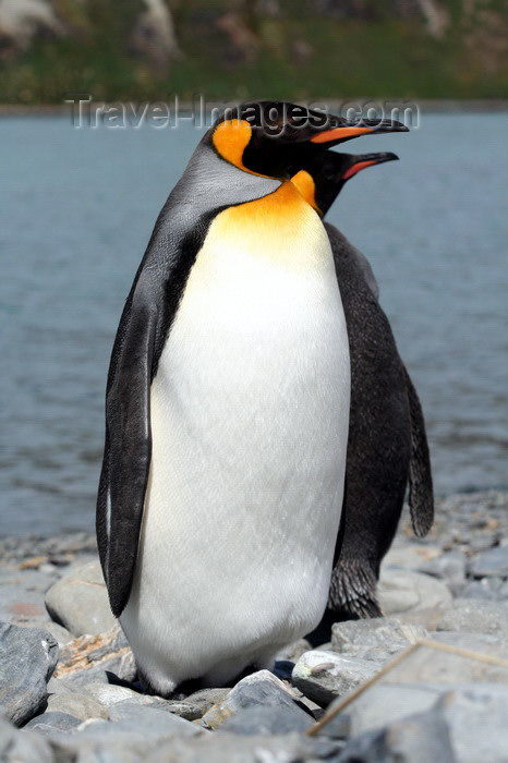 south-georgia142: South Georgia - King Penguins on the beach - Aptenodytes patagonicus - manchot royal - Antarctic region images by C.Breschi - (c) Travel-Images.com - Stock Photography agency - Image Bank