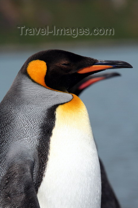 south-georgia143: South Georgia - King Penguin - profile - Aptenodytes patagonicus - manchot royal - Antarctic region images by C.Breschi - (c) Travel-Images.com - Stock Photography agency - Image Bank