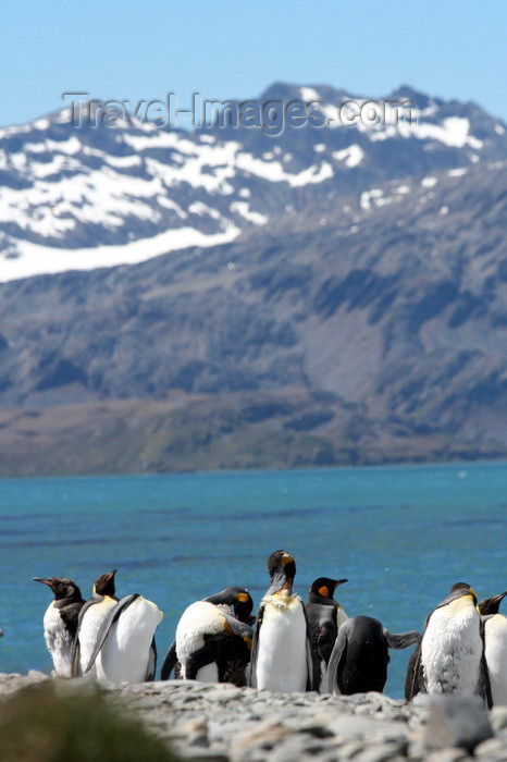 south-georgia144: South Georgia - King Penguins, beach and mountains - Aptenodytes patagonicus - manchot royal - Antarctic region images by C.Breschi - (c) Travel-Images.com - Stock Photography agency - Image Bank