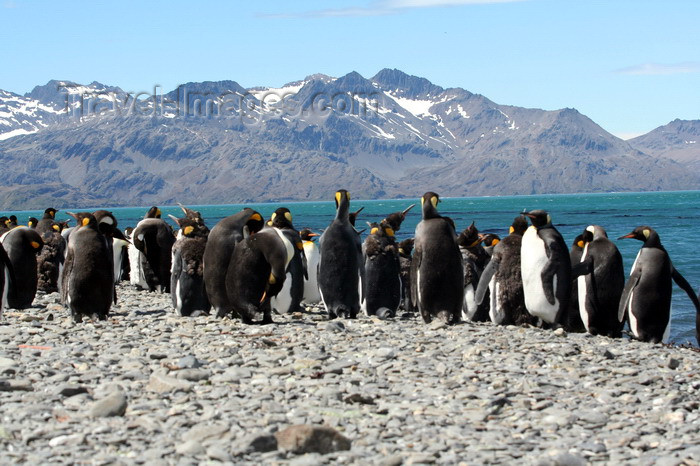 south-georgia145: South Georgia - King Penguins - rookery - Aptenodytes patagonicus - manchot royal - Antarctic region images by C.Breschi - (c) Travel-Images.com - Stock Photography agency - Image Bank