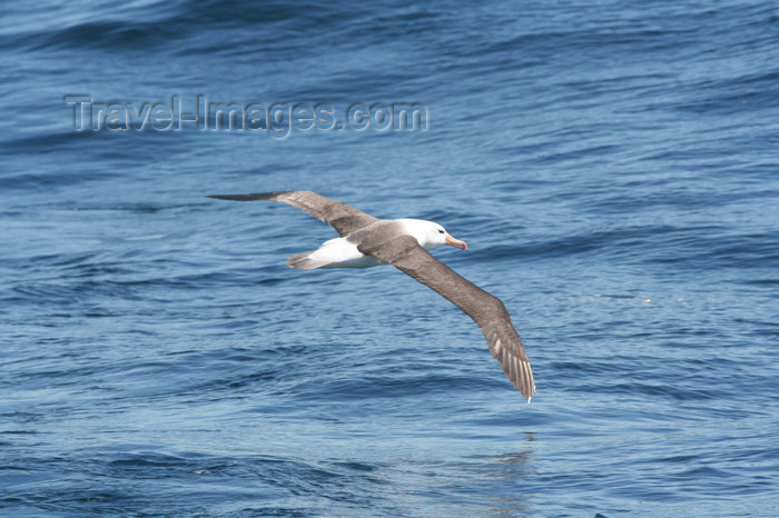 south-georgia146: South Georgia - Black-browed Albatross over the South Atlantic - Mollymawk -albatros à sourcils noirs - Albatroz - Thalassarche melanophris - Antarctic region images by C.Breschi - (c) Travel-Images.com - Stock Photography agency - Image Bank