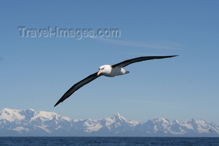 south-georgia147: South Georgia - South Atlantic - Black-browed Albatross and the mountains - Mollymawk -albatros à sourcils noirs - Albatroz - Thalassarche melanophris - Antarctic region images by C.Breschi - (c) Travel-Images.com - Stock Photography agency - Image Bank