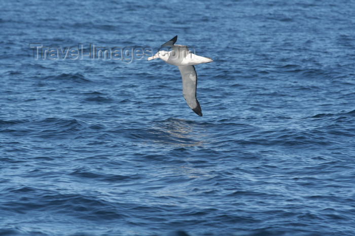 south-georgia148: South Georgia - Southern Royal Albatross - Albatros royal - Diomedea epomophora  - Antarctic region images by C.Breschi - (c) Travel-Images.com - Stock Photography agency - Image Bank