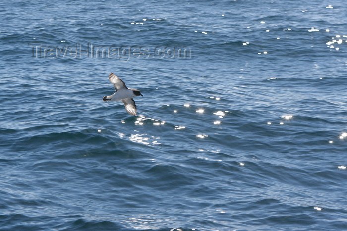 south-georgia149: South Georgia - Cape Petrel in flight - Daption capense - Damier du Cap - Antarctic region images by C.Breschi - (c) Travel-Images.com - Stock Photography agency - Image Bank