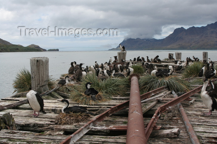 south-georgia150: South Georgia - Husvik: King Cormorant colony on an abandoned pier - King Shag - Phalacrocorax atricep - Antarctic region images by C.Breschi - (c) Travel-Images.com - Stock Photography agency - Image Bank