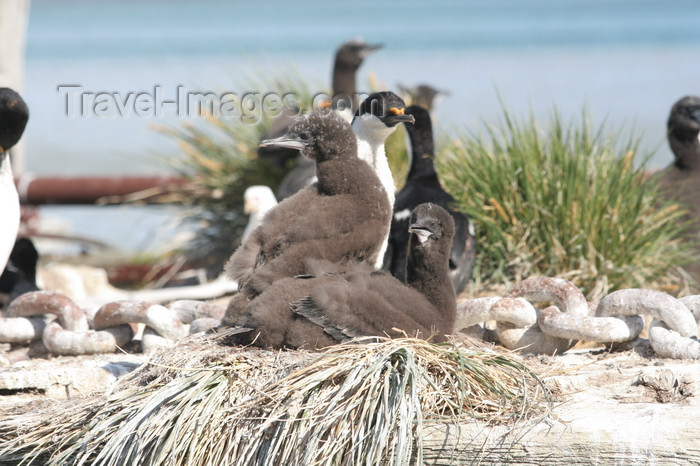 south-georgia151: South Georgia - Husvik: King Cormorant chicks- King Shag - Phalacrocorax atricep - Antarctic region images by C.Breschi - (c) Travel-Images.com - Stock Photography agency - Image Bank