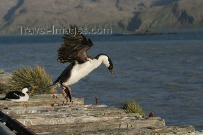 south-georgia152: South Georgia - Husvik: King Cormorant landing - King Shag - Phalacrocorax atricep - Antarctic region images by C.Breschi - (c) Travel-Images.com - Stock Photography agency - Image Bank