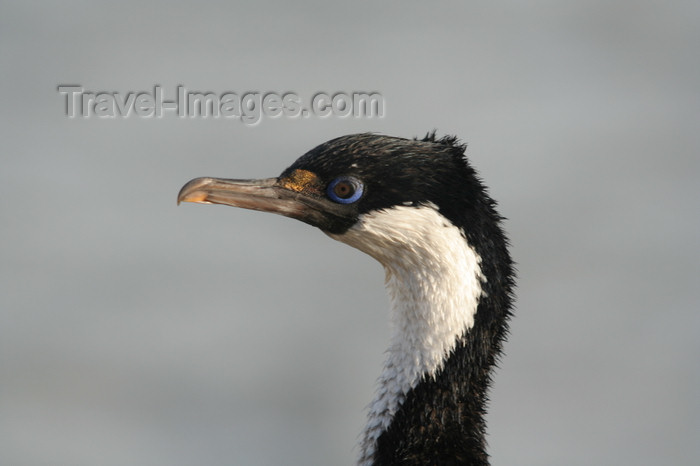 south-georgia153: South Georgia - Husvik: King Cormorant close up - King Shag - Phalacrocorax atricep - Antarctic region images by C.Breschi - (c) Travel-Images.com - Stock Photography agency - Image Bank