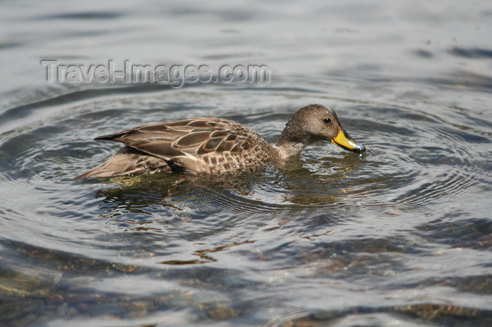 south-georgia154: South Georgia - wild duck- Antarctic region images by C.Breschi - (c) Travel-Images.com - Stock Photography agency - Image Bank
