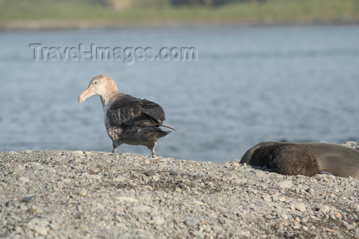 south-georgia155: South Georgia - Southern Giant Petrel on the beach - Macronectes giganteus - Pétrel géant - Antarctic region images by C.Breschi - (c) Travel-Images.com - Stock Photography agency - Image Bank