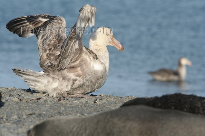 south-georgia156: South Georgia - Southern Giant Petrel opening wings - Macronectes giganteus - Pétrel géant - Antarctic region images by C.Breschi - (c) Travel-Images.com - Stock Photography agency - Image Bank