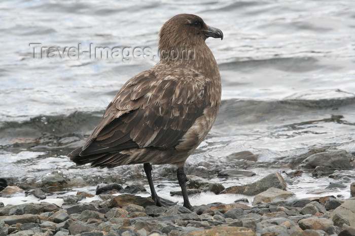 south-georgia157: South Georgia -South Polar Skua looking at the ocean - Catharacta maccormicki - aka MacCormick's Skua or Antarctic Skua  - Antarctic region images by C.Breschi - (c) Travel-Images.com - Stock Photography agency - Image Bank