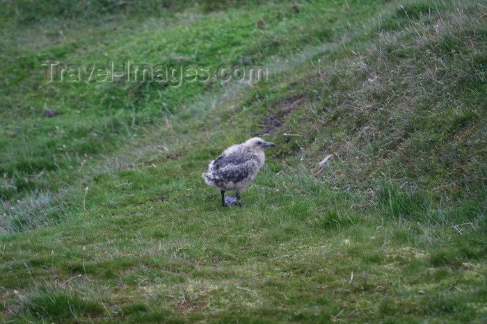 south-georgia158: South Georgia -South Polar Skua - chick - Catharacta maccormicki - aka MacCormick's Skua or Antarctic Skua  - Antarctic region images by C.Breschi - (c) Travel-Images.com - Stock Photography agency - Image Bank