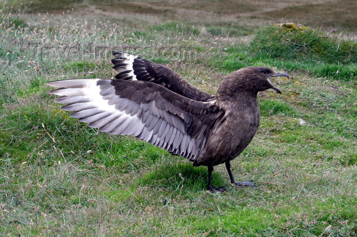 south-georgia159: South Georgia - South Polar Skua - agressive pose - Catharacta maccormicki - aka MacCormick's Skua or Antarctic Skua  - Antarctic region images by C.Breschi - (c) Travel-Images.com - Stock Photography agency - Image Bank