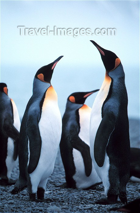 south-georgia16: South Georgia - King Penguin - majestic - Aptenodytes patagonicus - manchot royal - Antarctic region images by R.Eime - (c) Travel-Images.com - Stock Photography agency - Image Bank