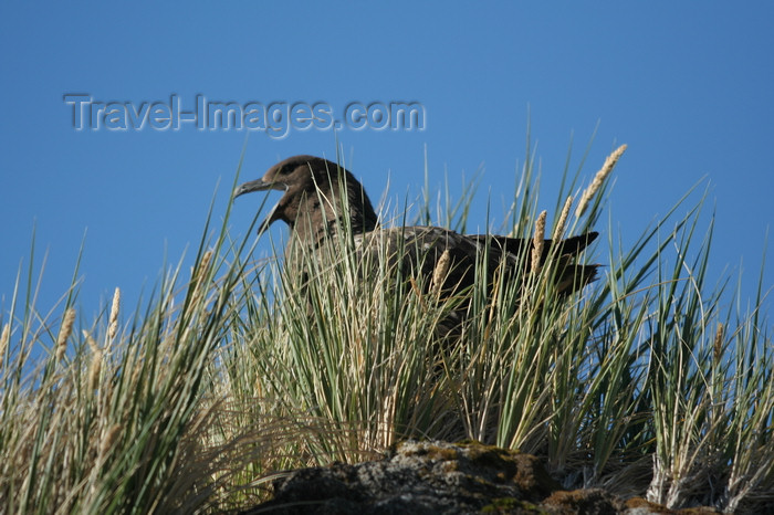 south-georgia160: South Georgia - South Polar Skua in the grass - Catharacta maccormicki - aka MacCormick's Skua or Antarctic Skua  - Antarctic region images by C.Breschi - (c) Travel-Images.com - Stock Photography agency - Image Bank