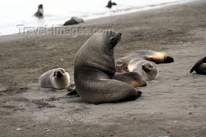 south-georgia161: South Georgia - Husvik: South American Fur Seal colony - bull with harem - male with several females - Arctocephalus australis - Otarie à fourrure australe - Antarctic region images by C.Breschi - (c) Travel-Images.com - Stock Photography agency - Image Bank