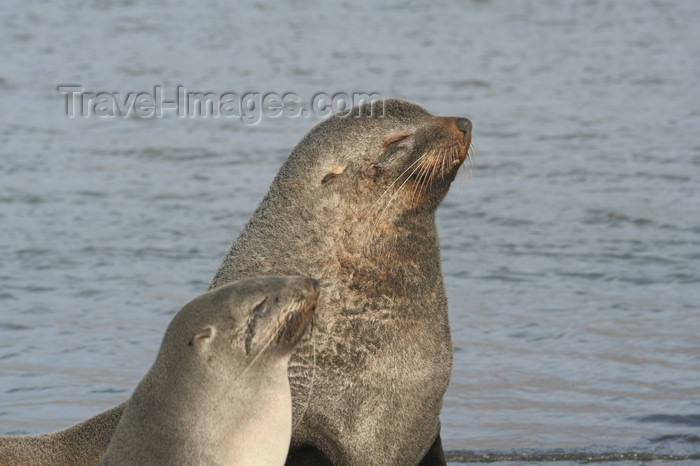 south-georgia162: South Georgia - Husvik: South American Fur Seal - male and female - Arctocephalus australis - Otarie à fourrure australe - Antarctic region images by C.Breschi - (c) Travel-Images.com - Stock Photography agency - Image Bank