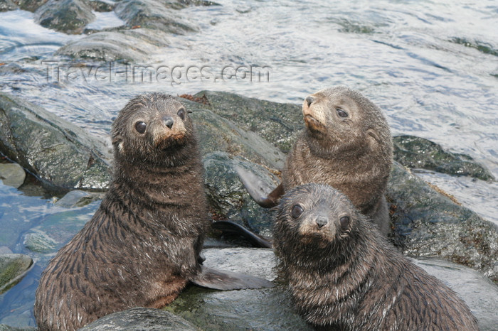 south-georgia163: South Georgia - Husvik: South American Fur Seal colony - nursery - cubs - Arctocephalus australis - Otarie à fourrure australe - Antarctic region images by C.Breschi - (c) Travel-Images.com - Stock Photography agency - Image Bank