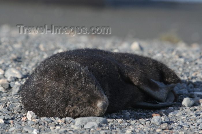 south-georgia164: South Georgia - Husvik: South American Fur Seal - cub on the beach - Arctocephalus australis - Otarie à fourrure australe - Antarctic region images by C.Breschi - (c) Travel-Images.com - Stock Photography agency - Image Bank