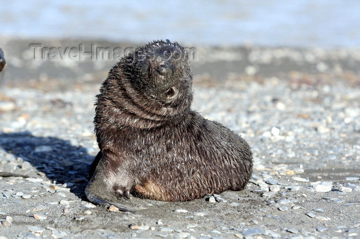 south-georgia165: South Georgia - Husvik: South American Fur Seal - cub stretching - Arctocephalus australis - Otarie à fourrure australe - Antarctic region images by C.Breschi - (c) Travel-Images.com - Stock Photography agency - Image Bank