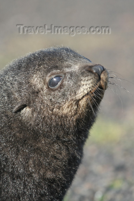 south-georgia166: South Georgia - Husvik: South American Fur Seal - cub close up - Arctocephalus australis - Otarie à fourrure australe - Antarctic region images by C.Breschi - (c) Travel-Images.com - Stock Photography agency - Image Bank