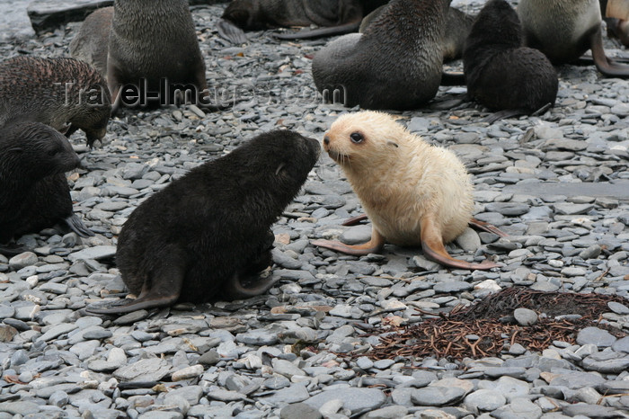 south-georgia167: South Georgia - Husvik: South American Fur Seal colony- white and blac cubs - Arctocephalus australis - Otarie à fourrure australe - Antarctic region images by C.Breschi - (c) Travel-Images.com - Stock Photography agency - Image Bank