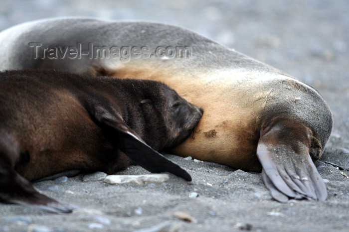 south-georgia168: South Georgia - Husvik: South American Fur Seals - cub breas-feeding - Arctocephalus australis - Otarie à fourrure australe - Antarctic region images by C.Breschi - (c) Travel-Images.com - Stock Photography agency - Image Bank