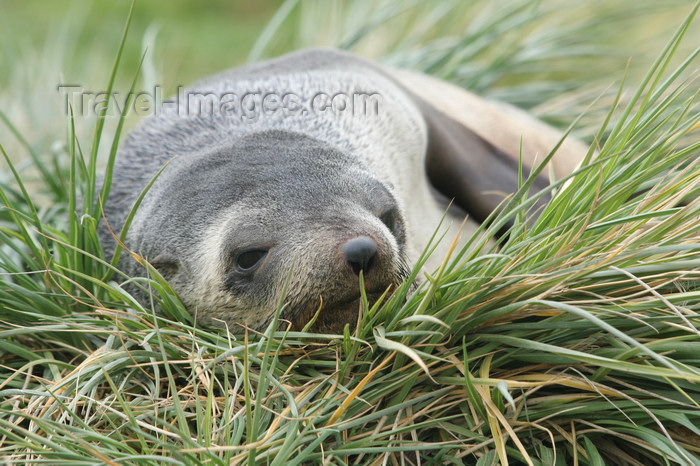 south-georgia169: South Georgia - South American Fur Seal - resting in the tussock grass - Arctocephalus australis - Otarie à fourrure australe - Antarctic region images by C.Breschi - (c) Travel-Images.com - Stock Photography agency - Image Bank