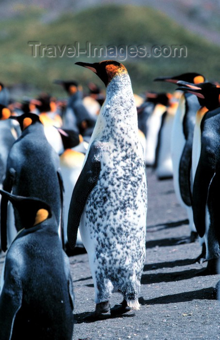 south-georgia17: South Georgia - rare Mottled King Penguin - Aptenodytes patagonicus - manchot royal - Antarctic region images by R.Eime - (c) Travel-Images.com - Stock Photography agency - Image Bank
