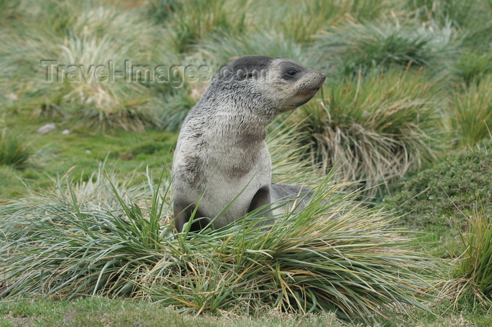 south-georgia170: South Georgia - South American Fur Seal in the tussock grass - Arctocephalus australis - Otarie à fourrure australe - Antarctic region images by C.Breschi - (c) Travel-Images.com - Stock Photography agency - Image Bank