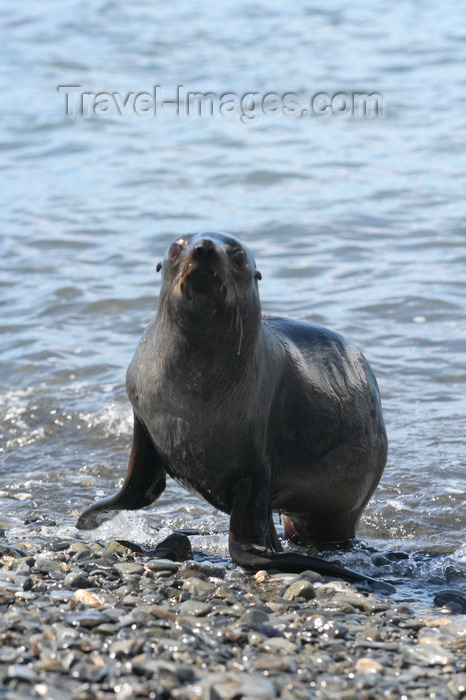 south-georgia171: South Georgia - South American Fur Seal returnoing to land - Arctocephalus australis - Otarie à fourrure australe - Antarctic region images by C.Breschi - (c) Travel-Images.com - Stock Photography agency - Image Bank