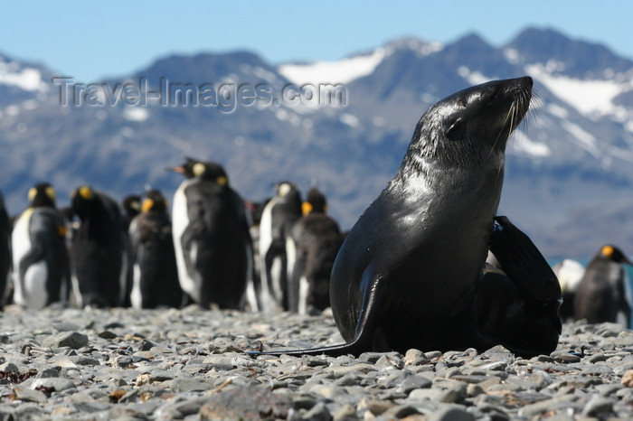 south-georgia172: South Georgia - South American Fur Seal and King penguins - Arctocephalus australis - Otarie à fourrure australe - Antarctic region images by C.Breschi - (c) Travel-Images.com - Stock Photography agency - Image Bank