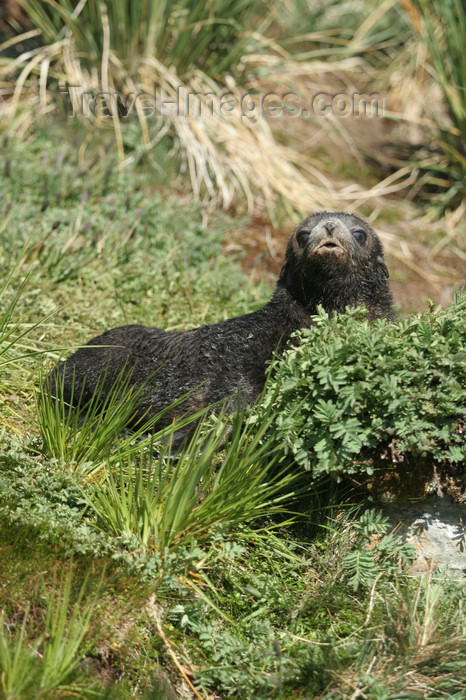 south-georgia173: South Georgia - South American Fur Seal - hiding in the vegetation - Arctocephalus australis - Otarie à fourrure australe - Antarctic region images by C.Breschi - (c) Travel-Images.com - Stock Photography agency - Image Bank