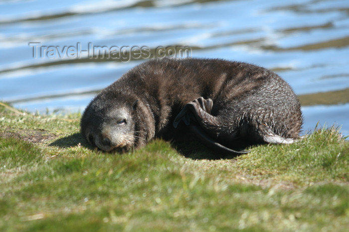 south-georgia174: South Georgia - South American Fur Seal - a cub takes a nap - Arctocephalus australis - Otarie à fourrure australe - Antarctic region images by C.Breschi - (c) Travel-Images.com - Stock Photography agency - Image Bank