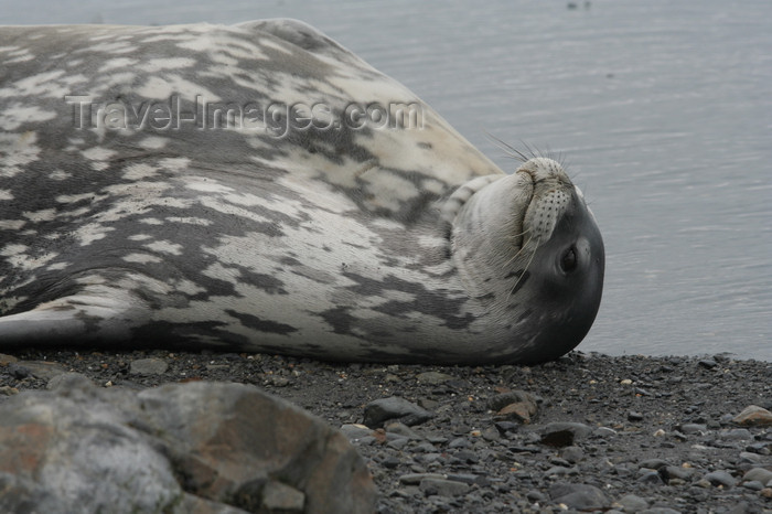 south-georgia175: South Georgia - Weddell Seal - lying on her back - phoque de Weddell - Leptonychotes weddellii - Otarie à fourrure australe - Antarctic region images by C.Breschi - (c) Travel-Images.com - Stock Photography agency - Image Bank