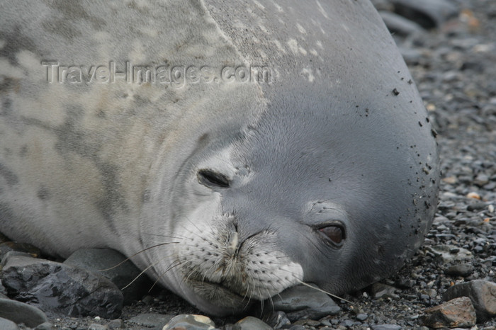 south-georgia176: South Georgia - Weddell Seal - close up - phoque de Weddell - Leptonychotes weddellii - Otarie à fourrure australe - Antarctic region images by C.Breschi - (c) Travel-Images.com - Stock Photography agency - Image Bank