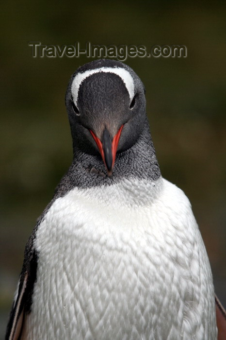 south-georgia26: South Georgia - Gentoo Penguin - portrait - manchot papou - Pygoscelis papua - Antarctic region images by C.Breschi - (c) Travel-Images.com - Stock Photography agency - Image Bank