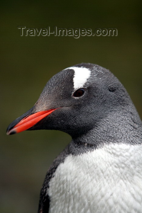 south-georgia27: South Georgia - Gentoo Penguin - tranquil - manchot papou - Pygoscelis papua - Antarctic region images by C.Breschi - (c) Travel-Images.com - Stock Photography agency - Image Bank