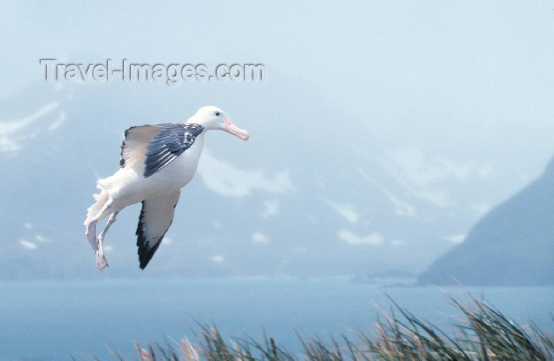 south-georgia4: South Georgia - Southern Royal Albatross makes an awkward landing - Albatros royal - Diomedea epomophora  - Antarctic region images by R.Eime - (c) Travel-Images.com - Stock Photography agency - Image Bank