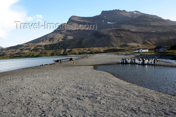 south-georgia52: South Georgia - Husvik - penguins on the beach - Antarctic region images by C.Breschi - (c) Travel-Images.com - Stock Photography agency - Image Bank